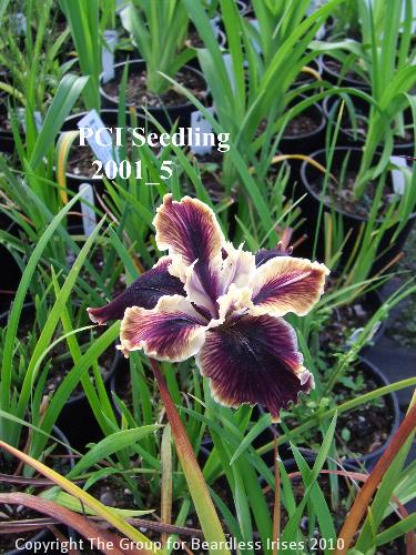 PCI Seedling 2001_5 (1)